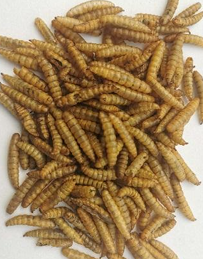 50lb Trial Pack Whole Dried BSFL