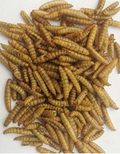 50lb Trial Pack Whole Dried BSFL