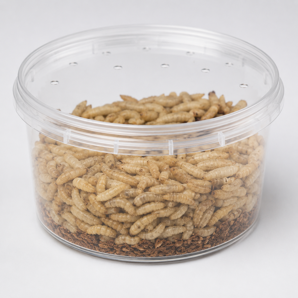 Live Black Soldier Fly Larvae 8 oz cup