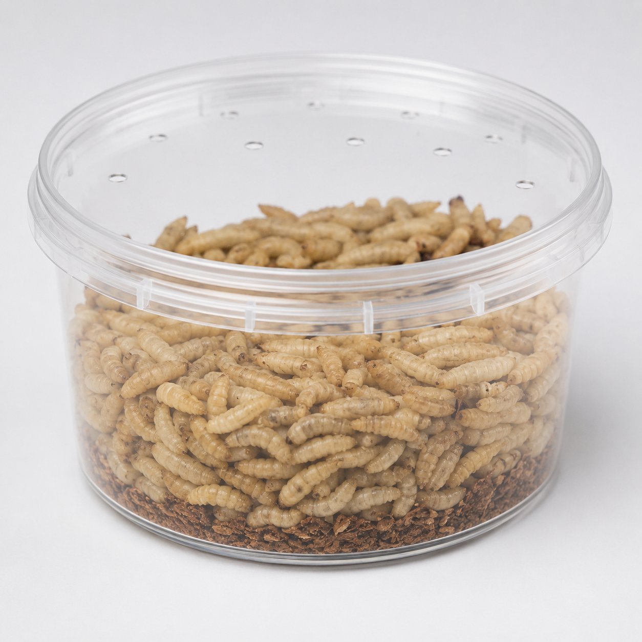 Live Black Soldier Fly Larvae 8 oz cup