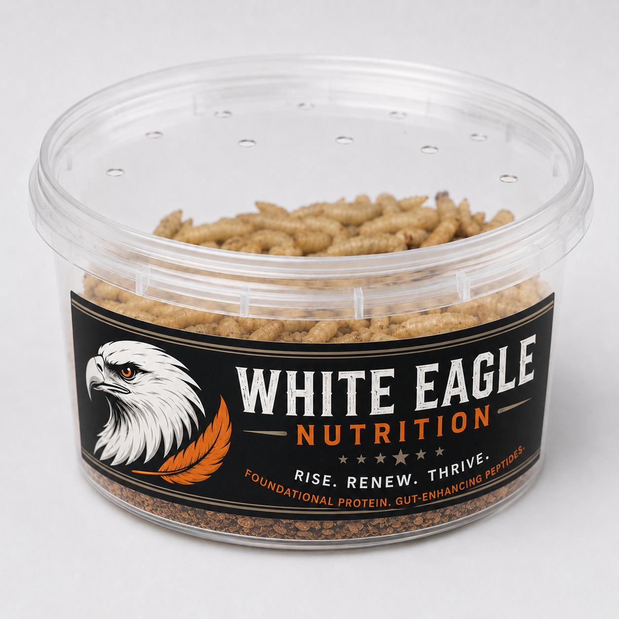 Live Black Soldier Fly Larvae 8 oz cup